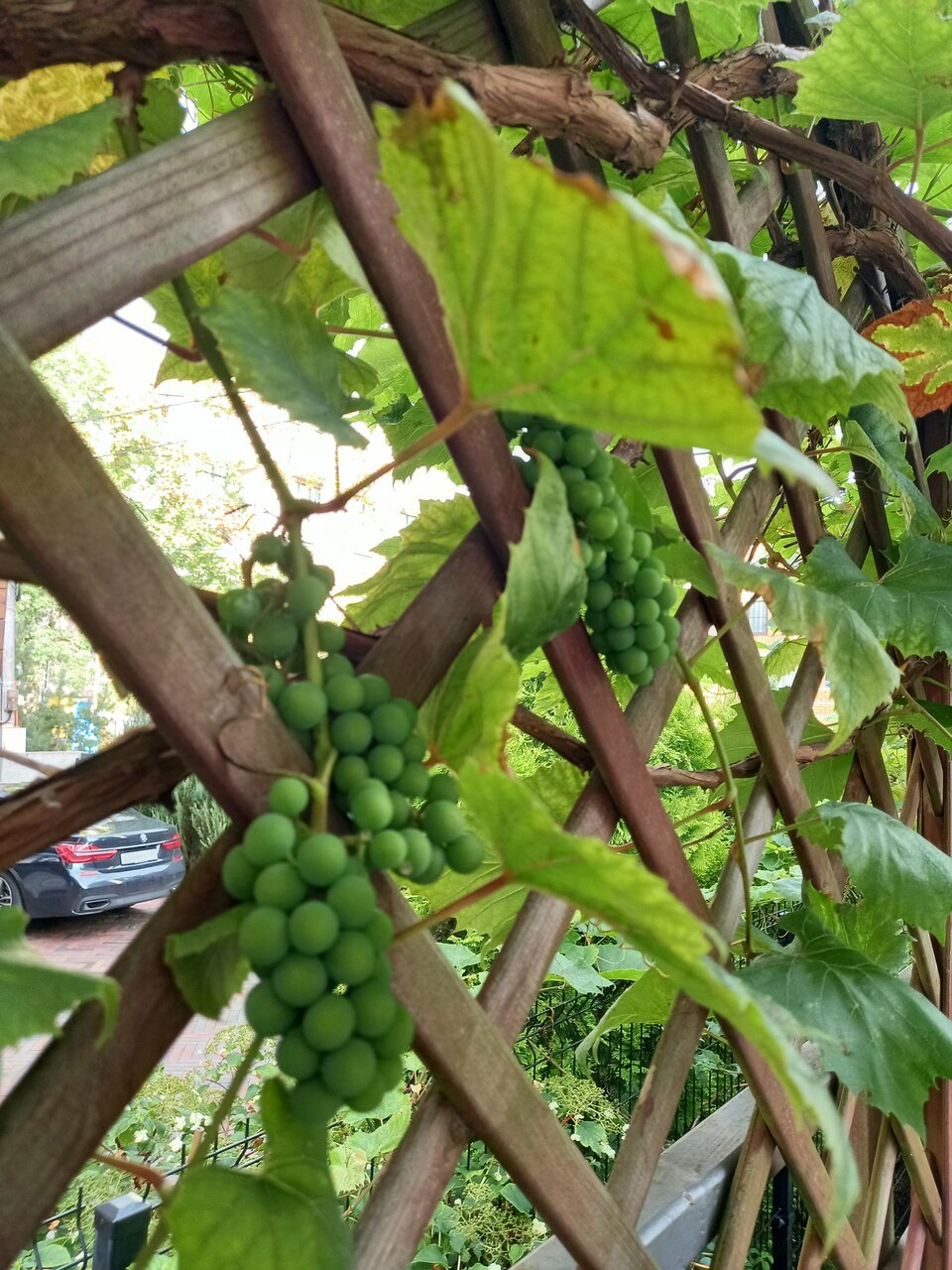 Гостиница Кристалл Зеленоградск-51