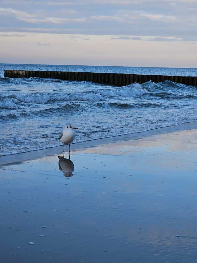 Гостиница Кристалл Зеленоградск-34