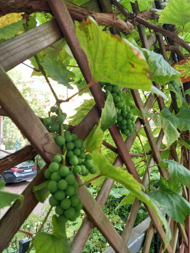 Гостиница Кристалл Зеленоградск-50